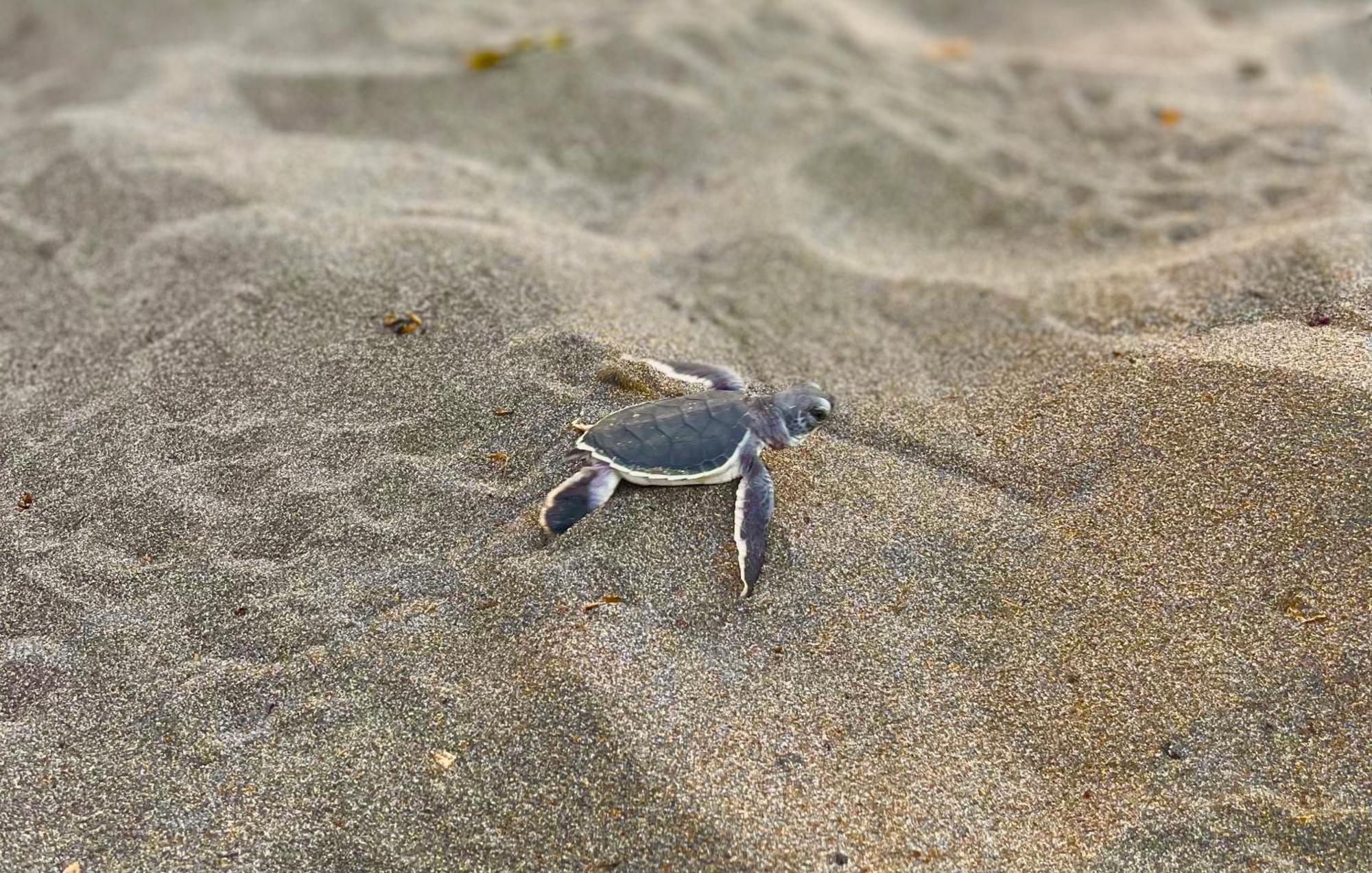 Carey Lodging Tortuguero Eksteriør bilde