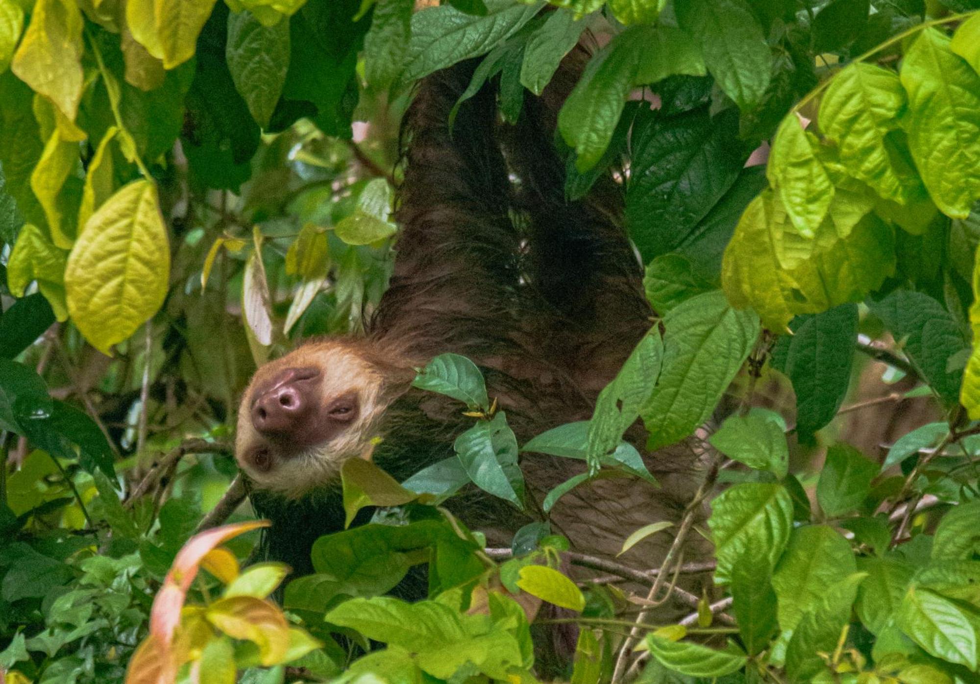 Carey Lodging Tortuguero Eksteriør bilde