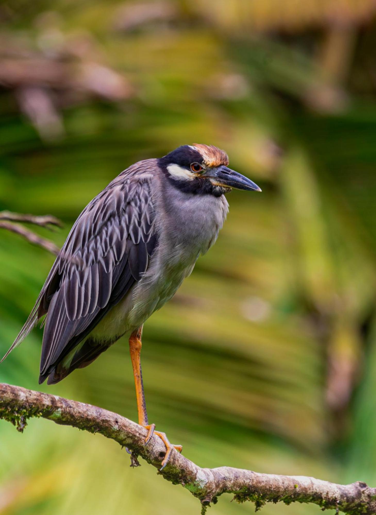 Carey Lodging Tortuguero Eksteriør bilde